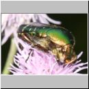 Cetonia aurata - Gemeiner Rosenkaefer 02a 18mm.jpg